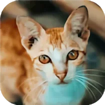 Cat-tastic Puzzle Challenge