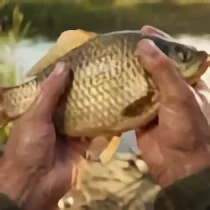 Chill Fishing 2 New Horizons